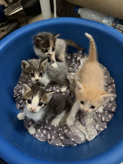 Отдам котят бесплтано