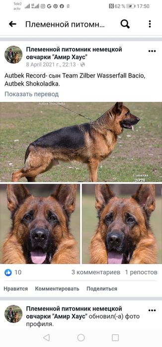 Вязка! Крупный немец. Не продажа!