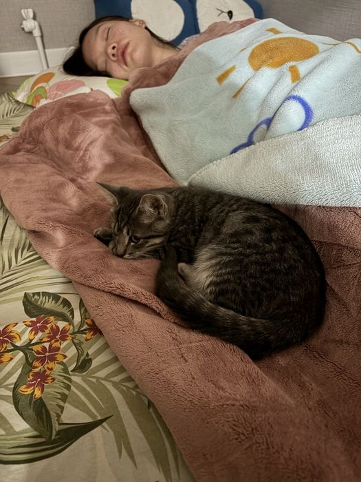 Котёнок послушный, умный