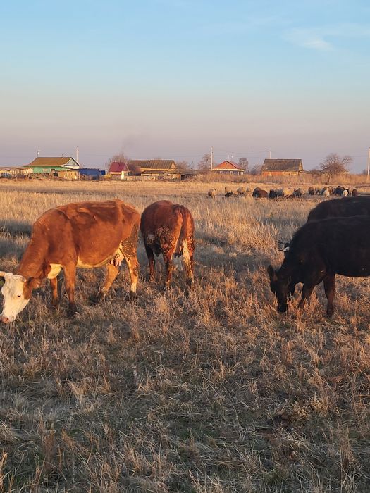 Продам скот коров Крс