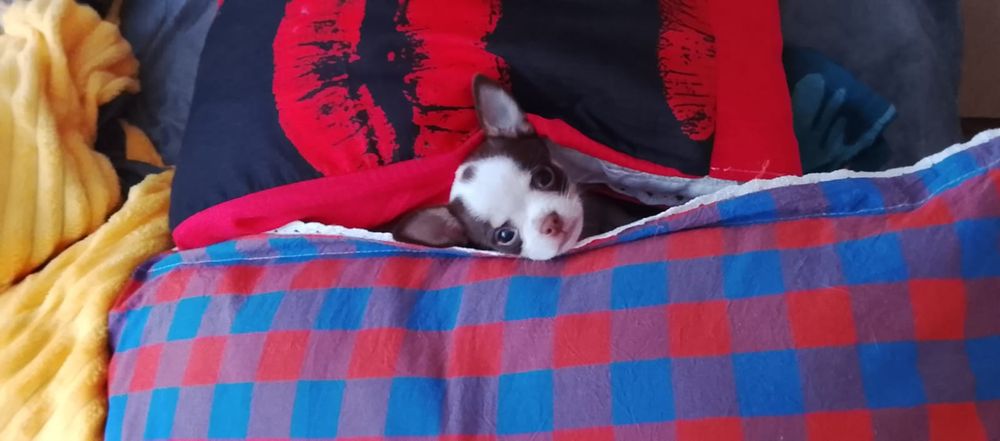 Продаются мальчишка чихуахуа 2 месяца!от очень породных род-ей