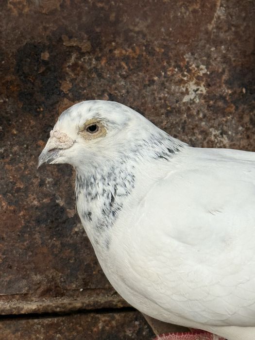 Porumbel voiajor porumbita alb ochi alb gabarit mare nari mari