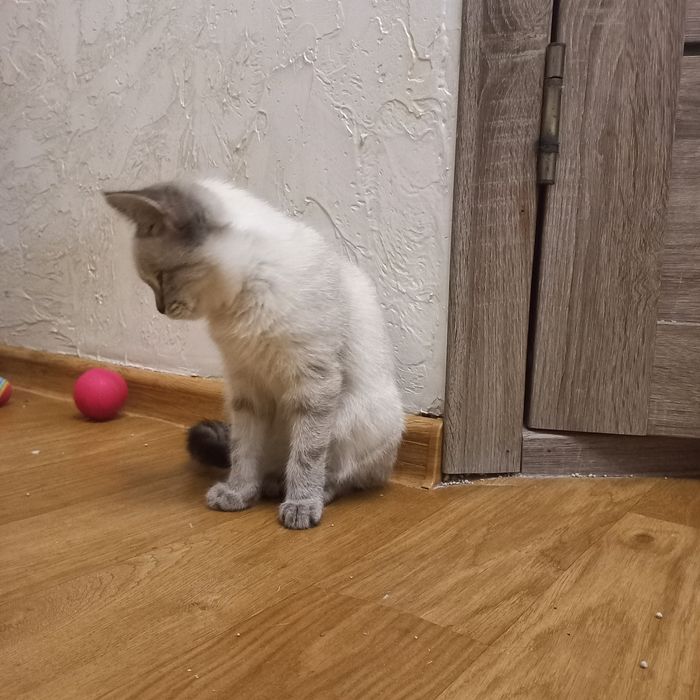 Отдам котенка девочку