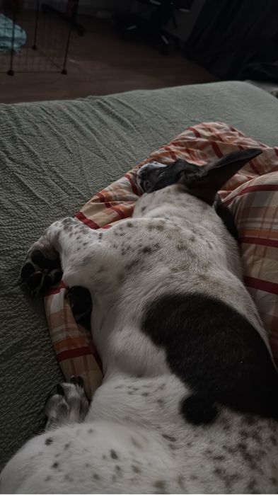 Отдам щенка в хорошие руки