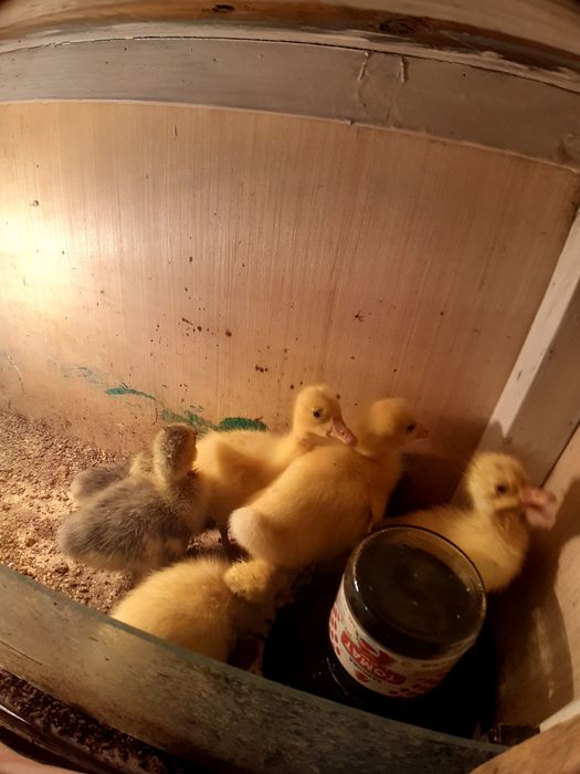 Гусята ,гозчалар сотилади, 3 кунли , 55мингдан , Тошкентка доставка 50