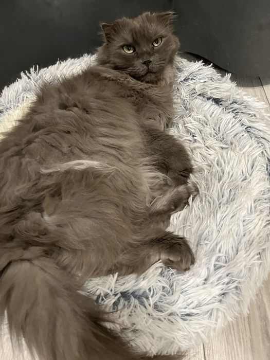 Ищем семью для очень милой кошечки