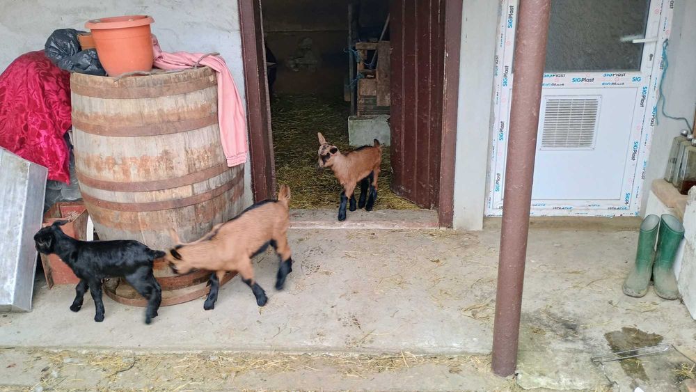 Vând capra Francez Alpin original