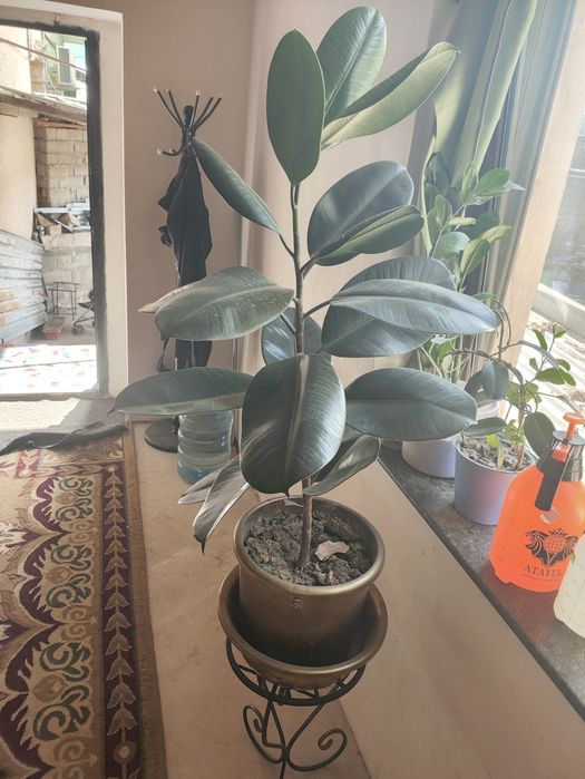 Фикус черный принц с подставкой