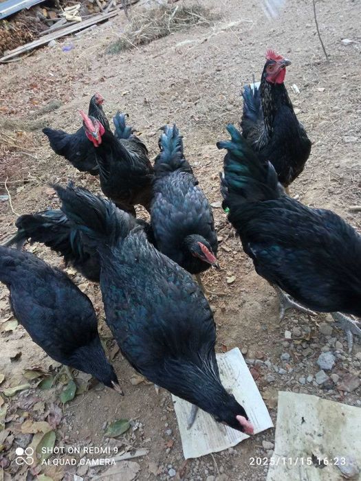 Qora Shahzoda Xo'roz