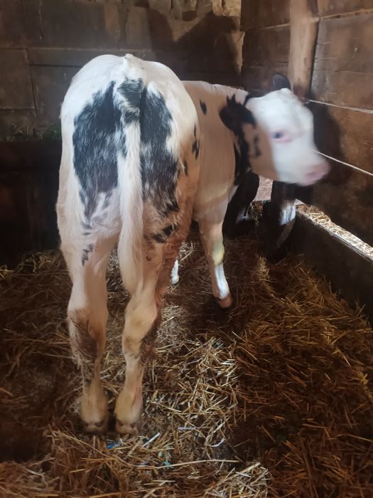 Vănd tăuras belgian