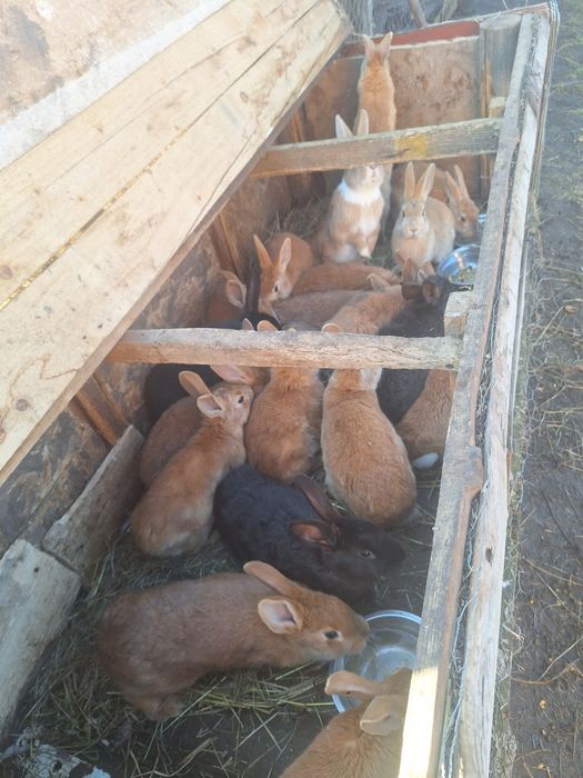 Iepurasi disponibili