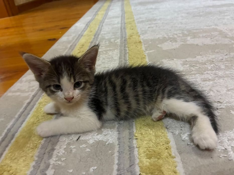 отдадим котят в добрые руки