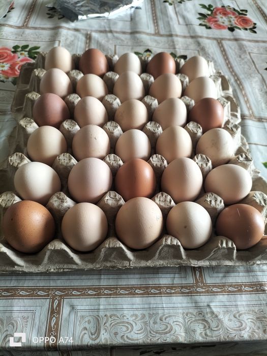 Яйцо домашнее для инкубации