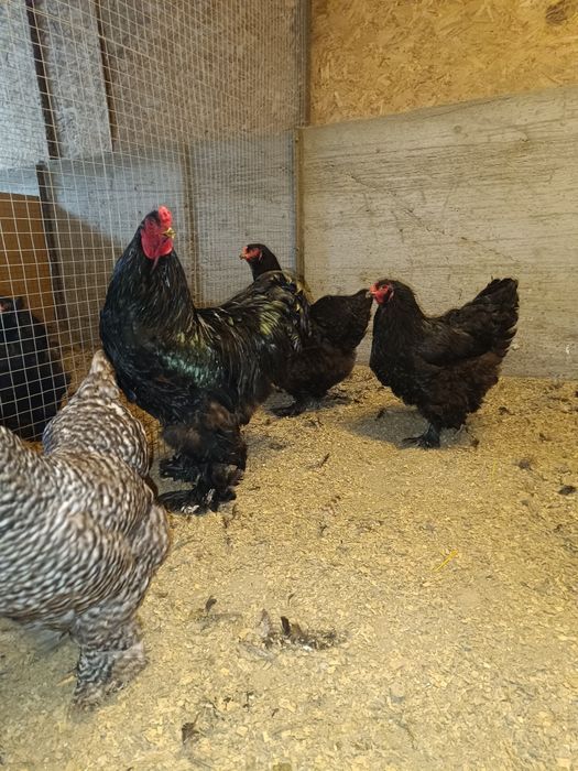 Черная брама семейка