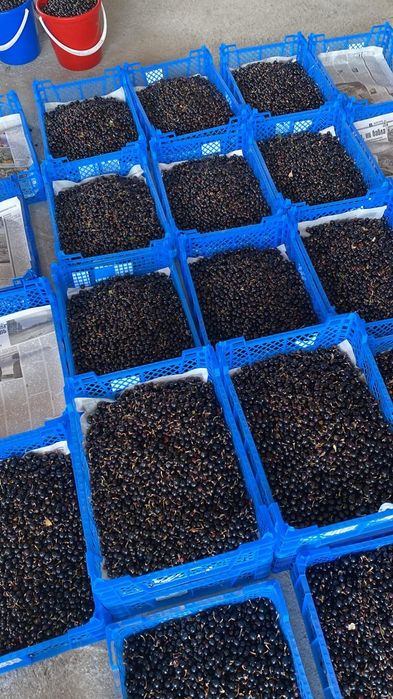 Смородина продам 5л ведро 5000тг доставка есть