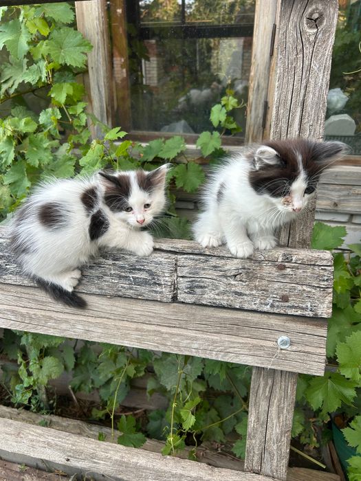 Отдам котят в хорошие руки