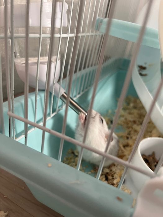 Белые пушистые хомяки, мальчик и девочка.