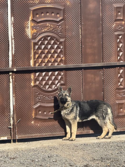 Продам восточно европейскую овчарку