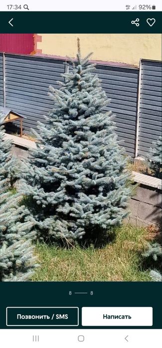 Можевельник туя яблоня ель