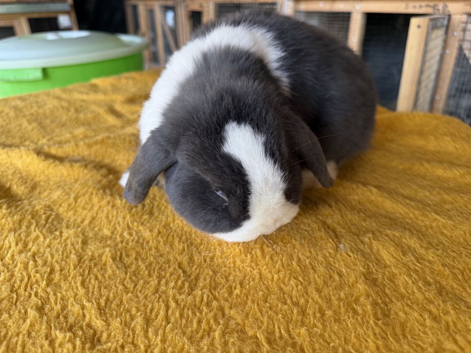 Минилоп сплинт куён quyon