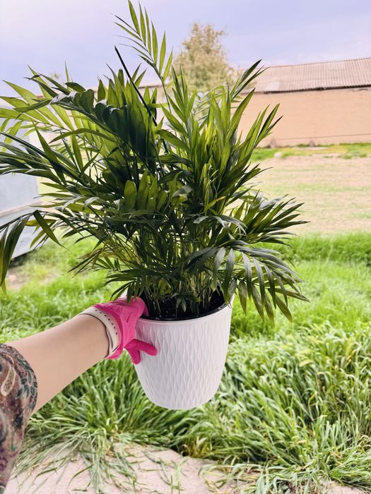 Комнатные цветы болме гулдери