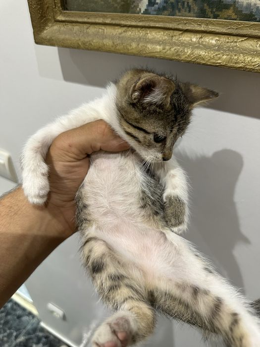 Подарявам котенца