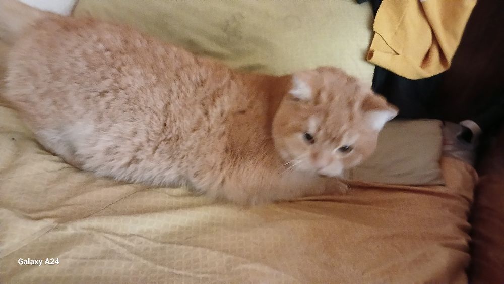 Шиншила страйт +