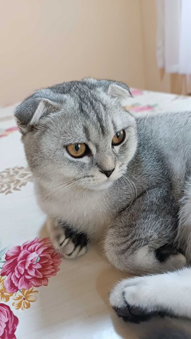 Mushuk sotiladi. Zoti scottish fold, shinshilla.
