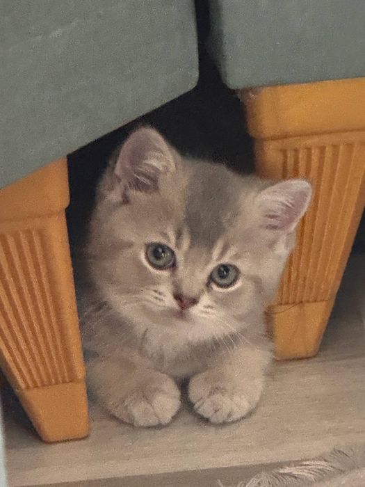 Продается Котята