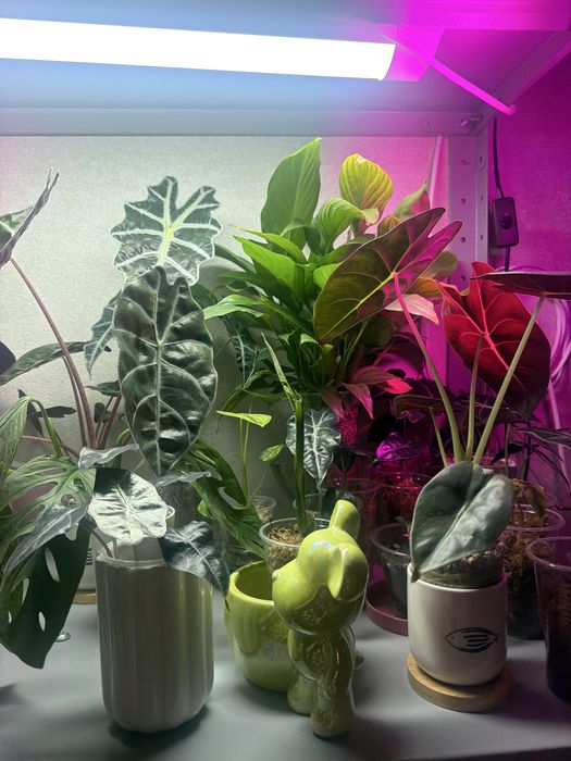 Растение Алоказия