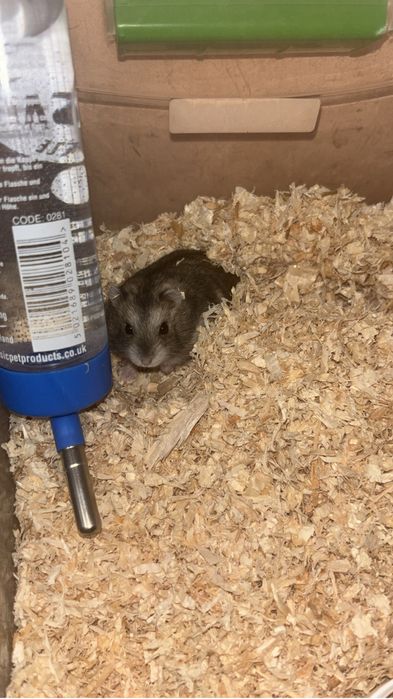 Hamster De Vanzare 20 lei