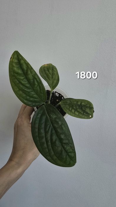 Продам филодендрон, сцинлапсус