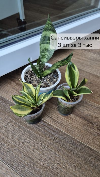 Разные комнатные растения