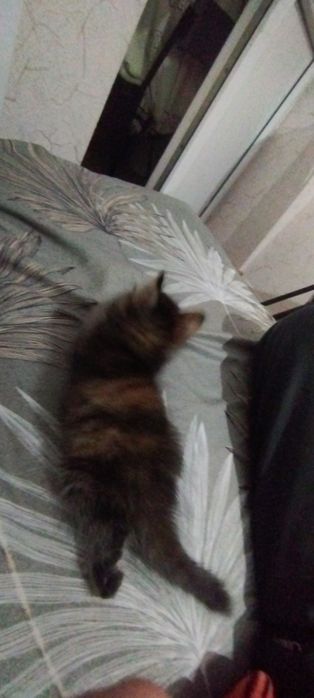Отдам котёнка в добрые руки