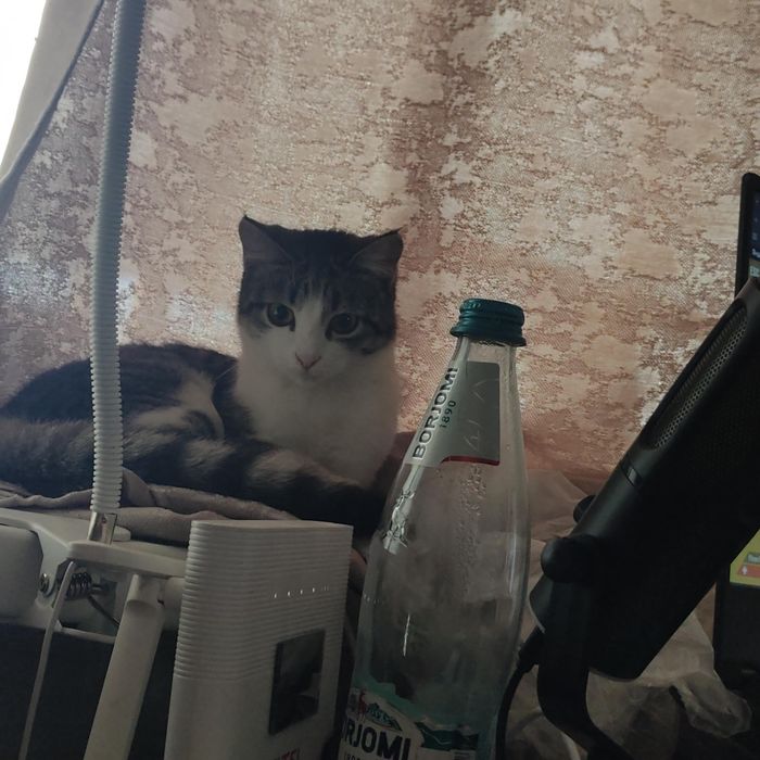 Отдам кошку даром