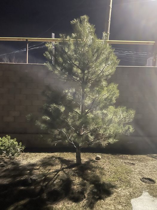 Продам сосну высота 4 м