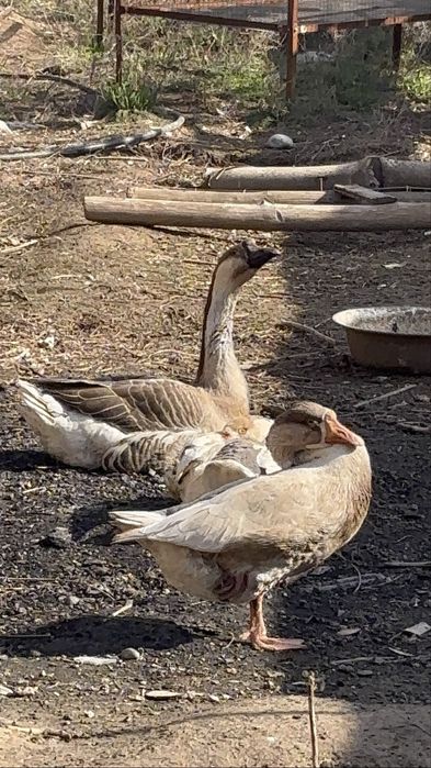 Қаз сатылады шымкент кайтпас2