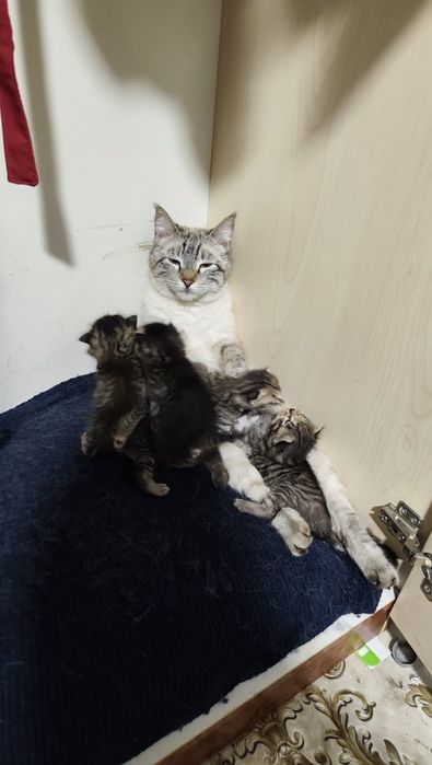 кошка сеаский парода мама