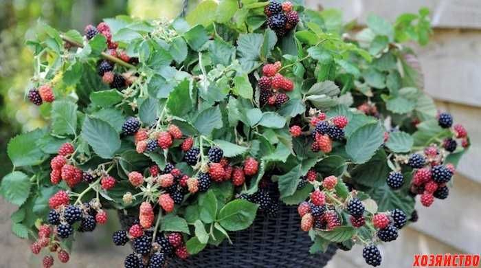 Мини джуджевидна  Малина , Къпина и жълта Малина