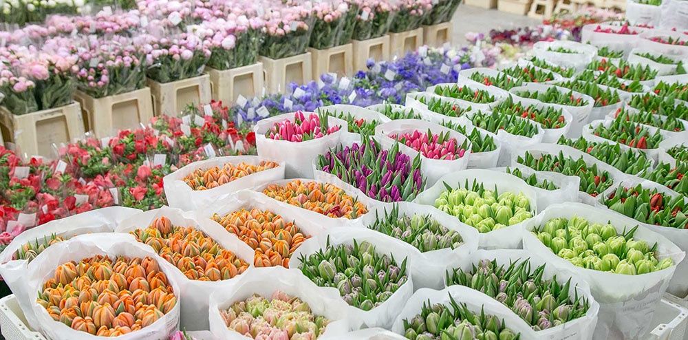 Луковицы тюльпаны акция