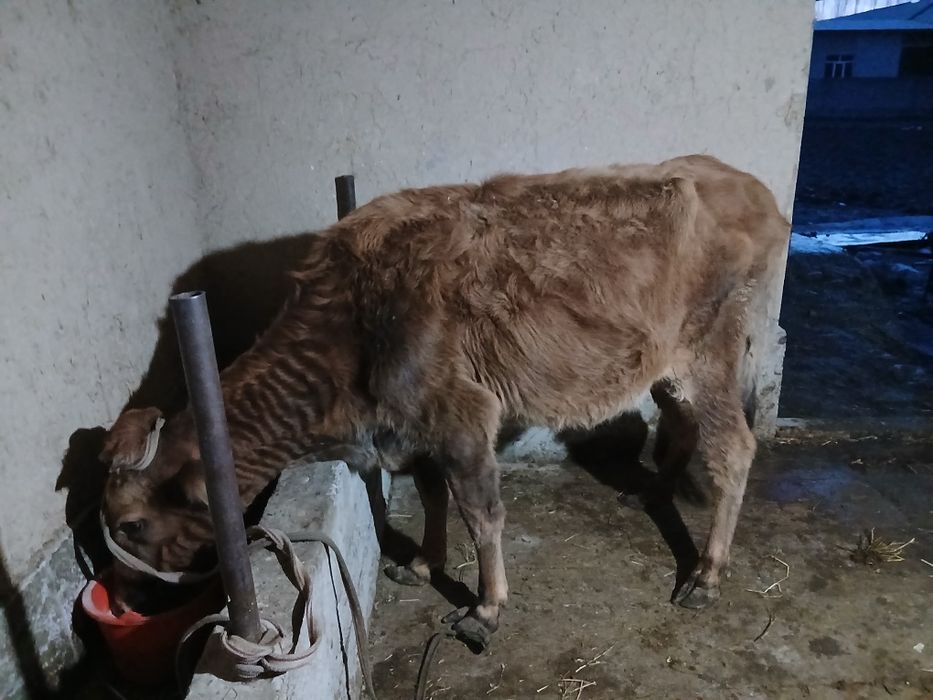 Карова с гарантией