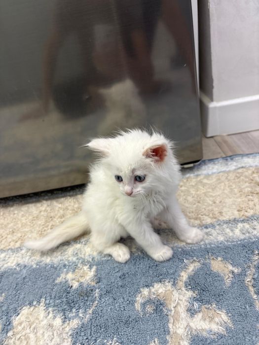 Продам белого котенка в добрые руки