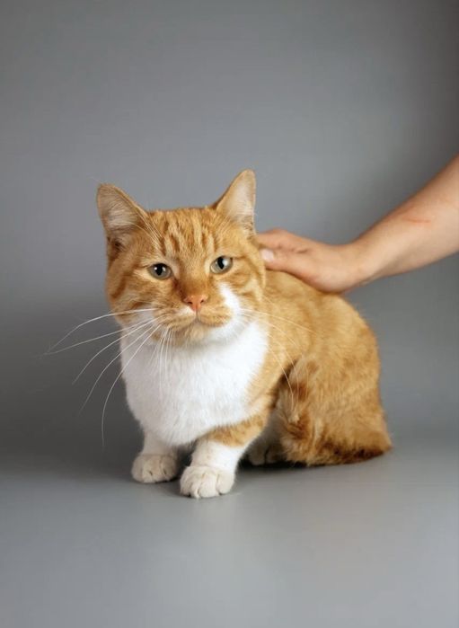 Кот мальчик в добрые руки