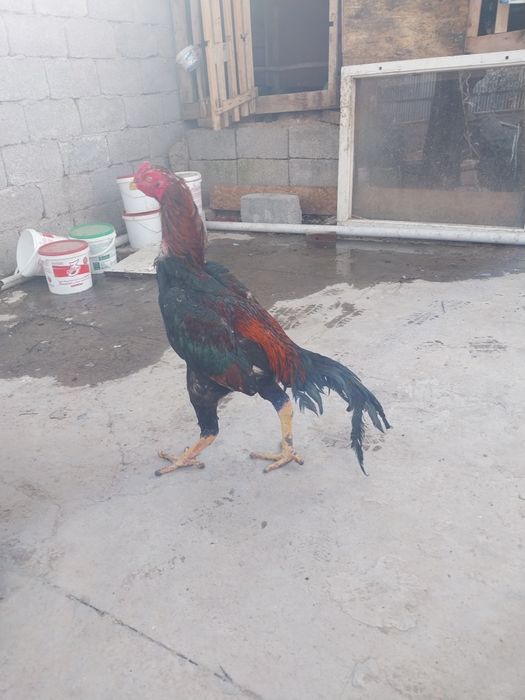 Срочно продам петух