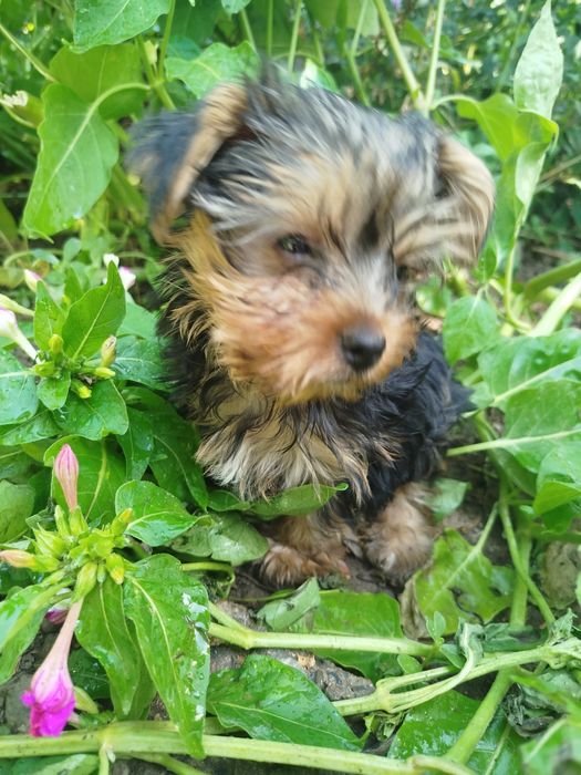 Иоркширский терьер