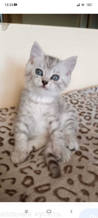 Бриташка 1 месяц,3 недели..