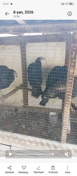 Kurka indyuklar sotiladi