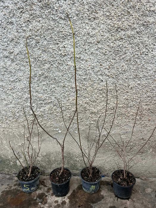 Магнолия в саксия 2 л