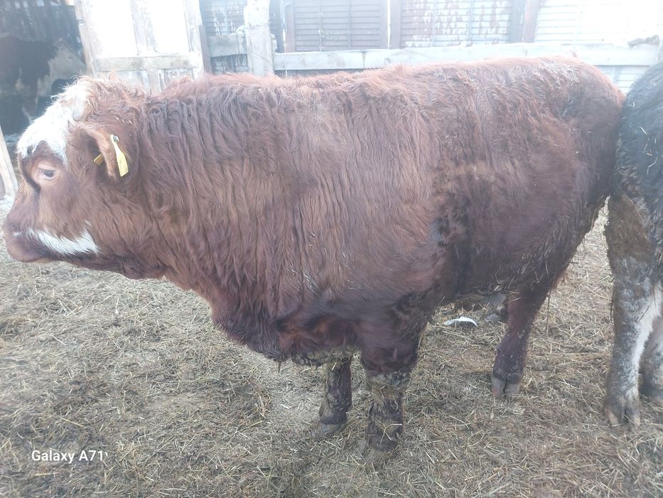 Продажа быков с откорма