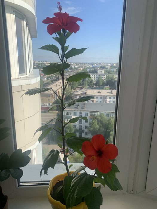 Комнатная растение